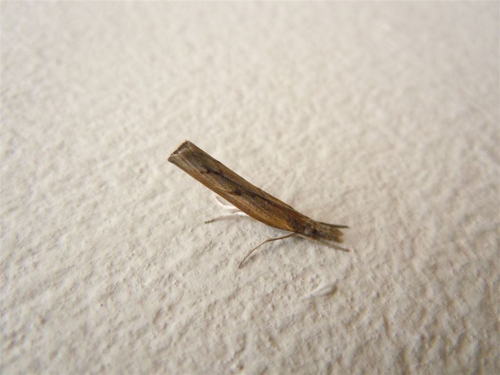 Pediasia contaminella (Crambidae)